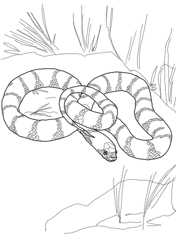 360x480 California King Snake Coloring Page Free Printable Coloring Pages