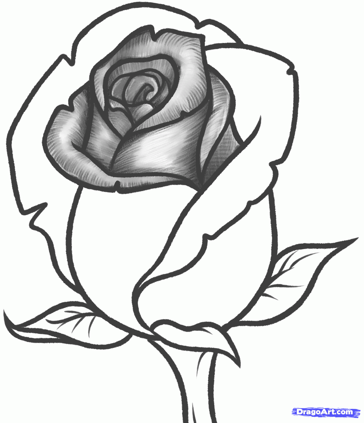 1244x1446 Coloring Pages Amusing Drawn Rose Drawings Pencil Coloring Pages