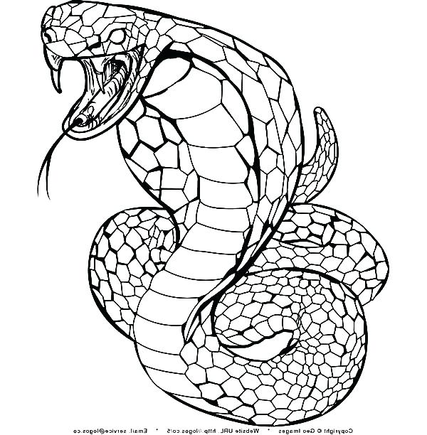 600x612 King Cobra Clipart Coloring Page Pencil And In Color King Cobra