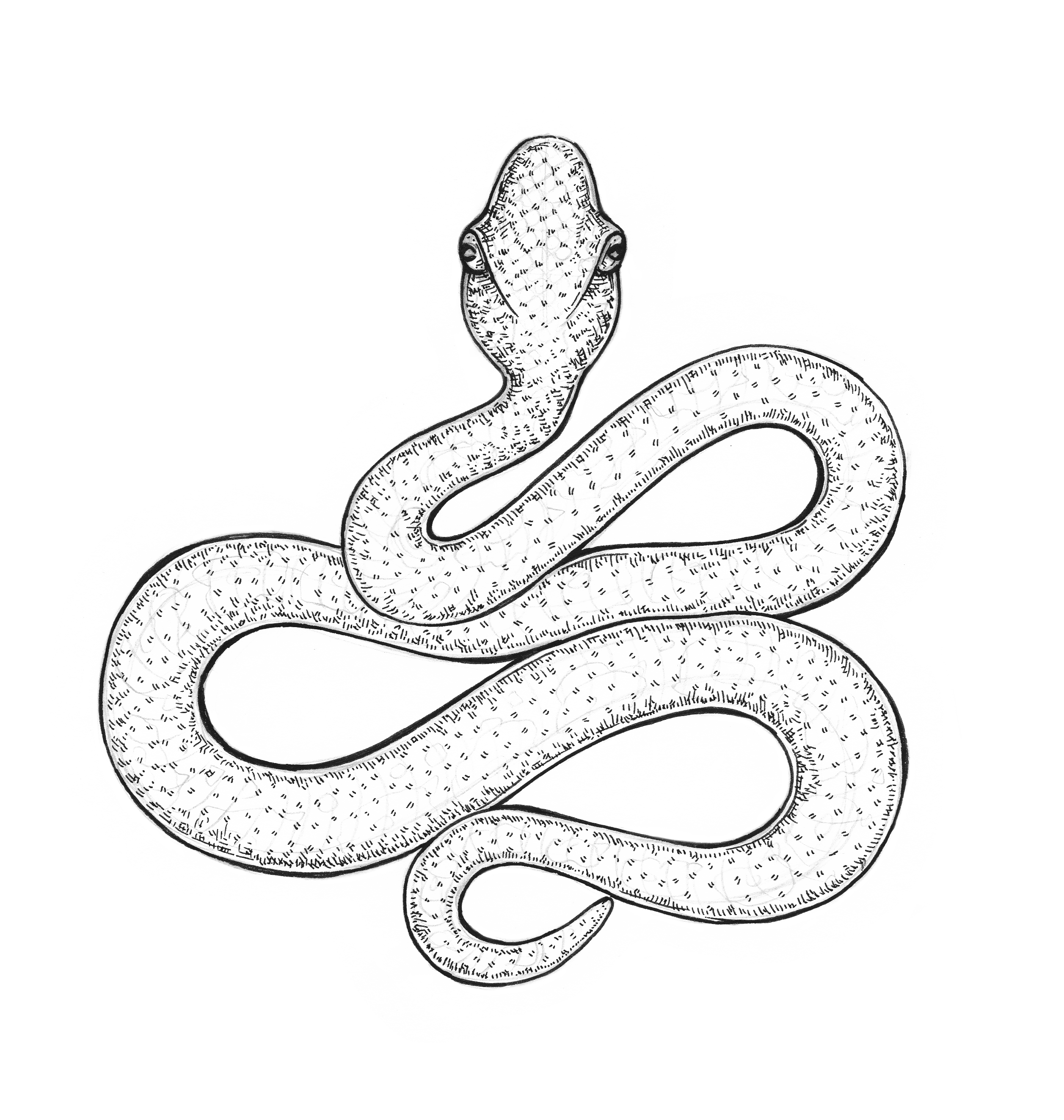 2514x2645 Snake Drawing Eugenia Hauss