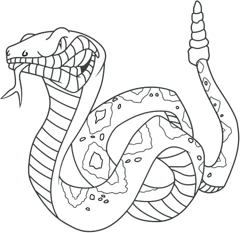 480x466 Trend Ball Python Coloring Pages Best Of Snake How To Draw