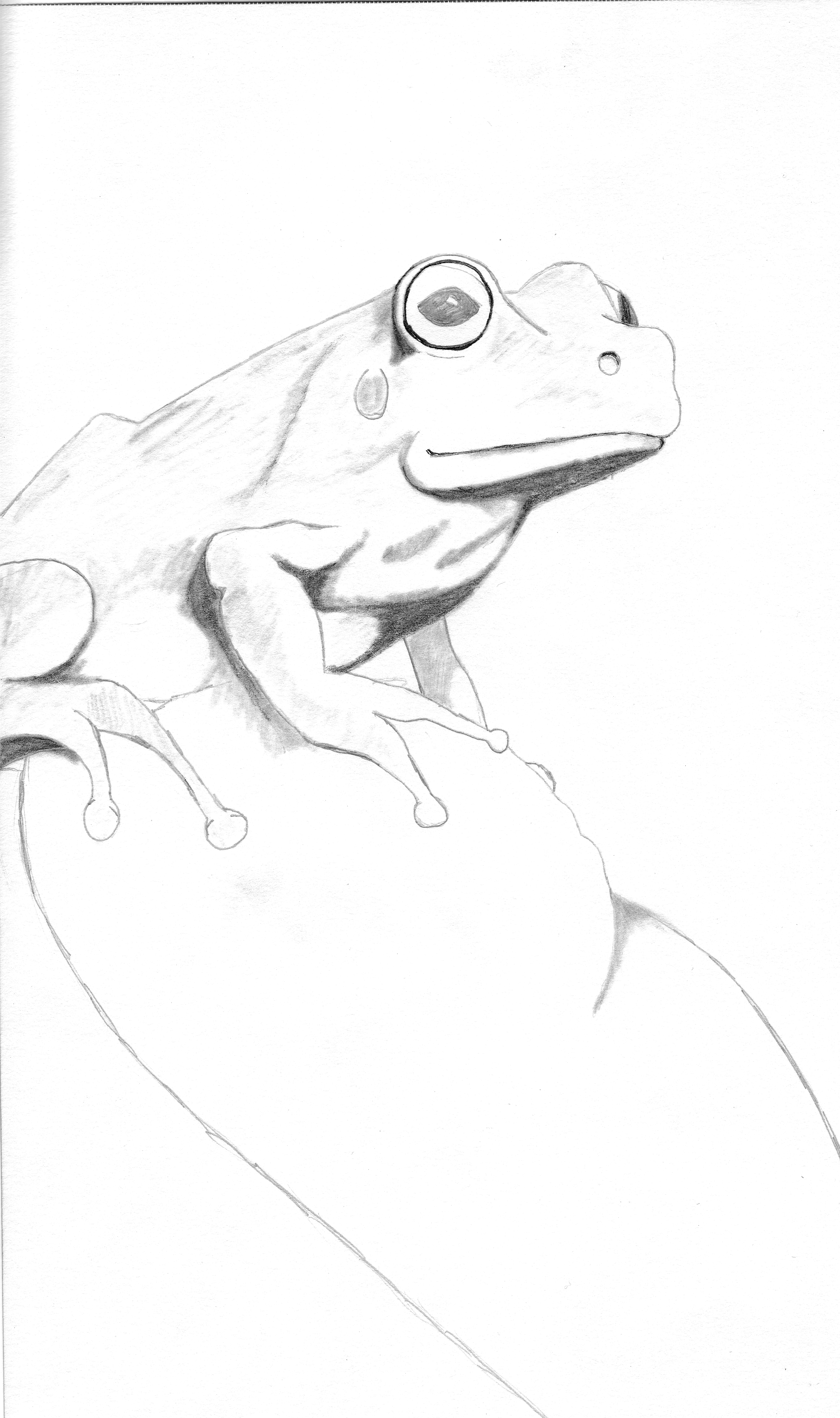 4060x6851 Frog Pencil Drawing By Liquidsnake2021