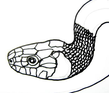 350x300 How To Draw A Grass Snake
