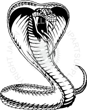 288x361 34 Best Rattle Snakes Images On Snakes, Snake And Pit