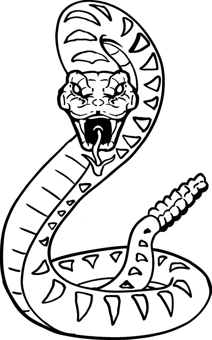 736x1178 Rainforest Animals Snake Easy To Draw How To Draw A Cartoon Snake