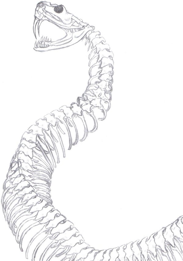 600x855 Snake Skeleton By Aureawolf