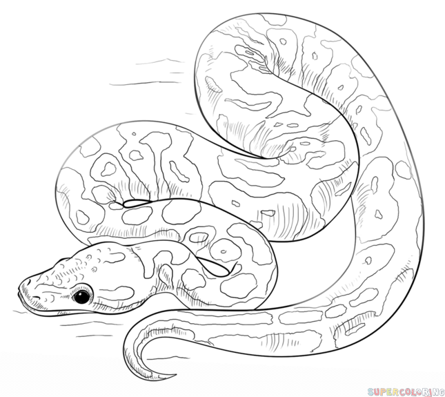 645x575 How To Draw A Ball Python Step By Step. Drawing Tutorials For Kids