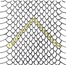 228x222 Image Result For Snake Scales Drawing Scales Draw