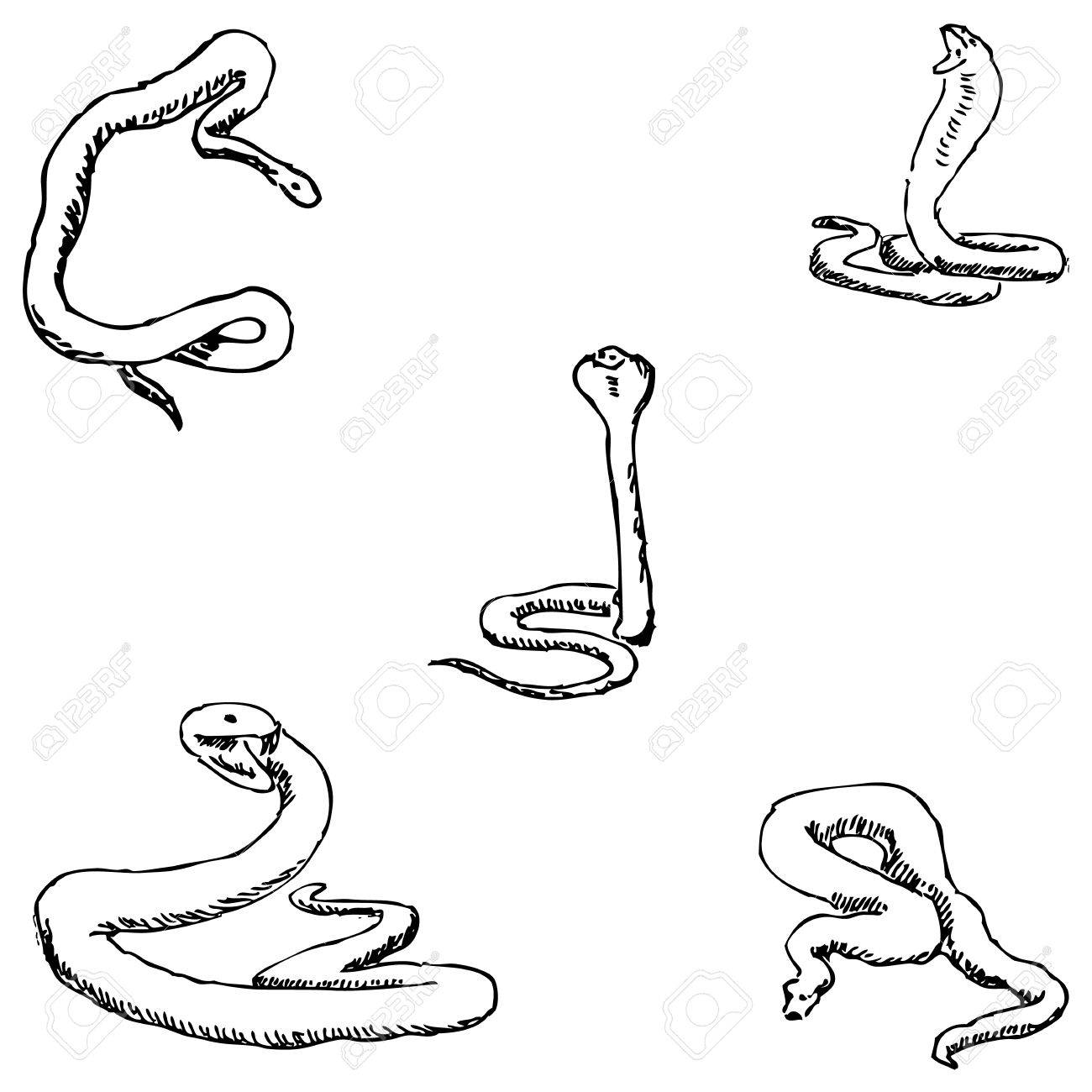 1300x1300 Snakes. A Sketch By Hand. Pencil Drawing. Vector Image Royalty