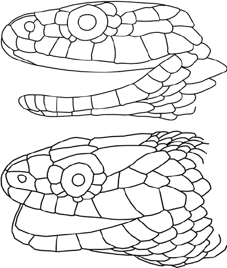 464x546 Of Temporal Scales In Chinese Dice Snakes ( Natrix Tessellata ).