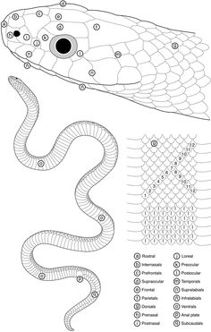 236x371 Snake Tail Scales A Draw Animals And Drawings