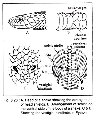 Snake Scales Drawing at GetDrawings | Free download