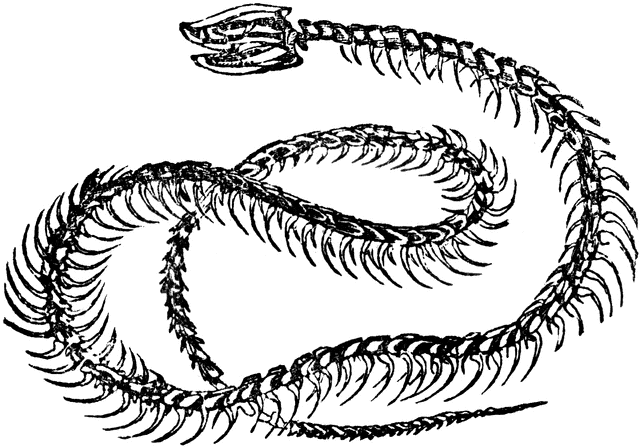 640x447 Rattlesnake Skeleton Art Skeletons