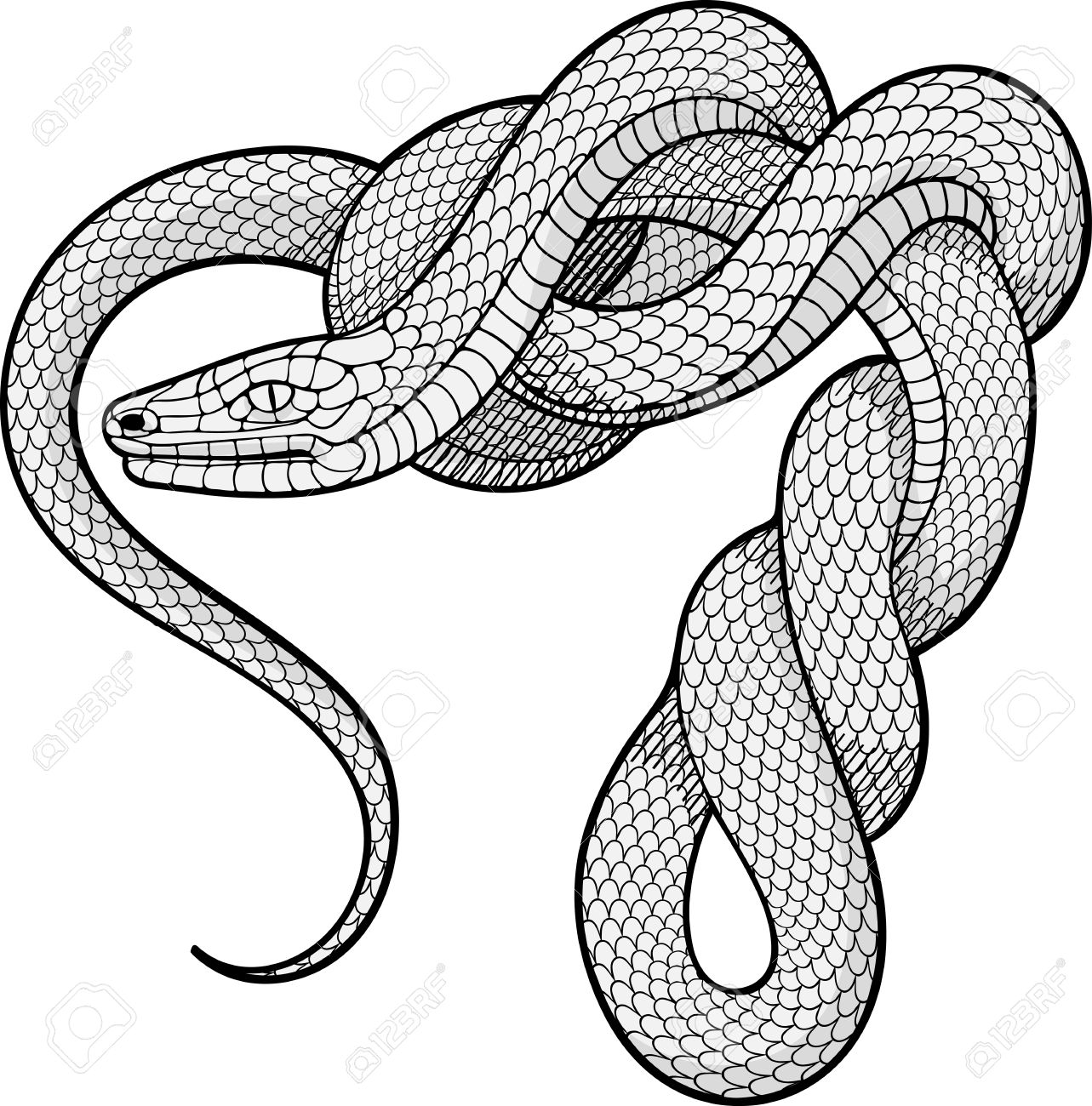 1283x1300 Black And White Image Of Twisted Snake. Decorative Element Royalty