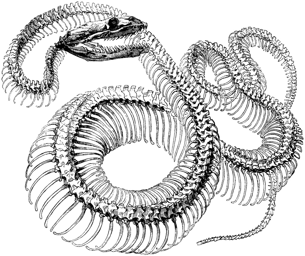 The best free Boa drawing images. Download from 102 free drawings of ...