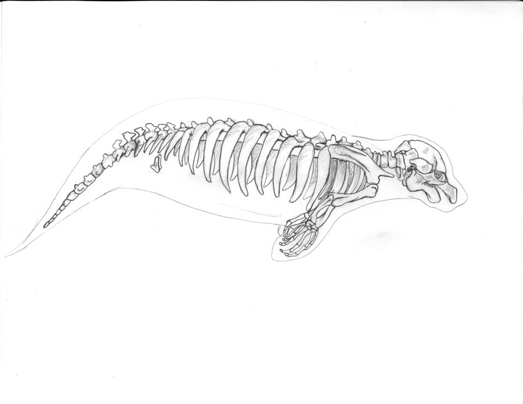 1024x791 Manatee Skeleton By Lacie Lady Lynx