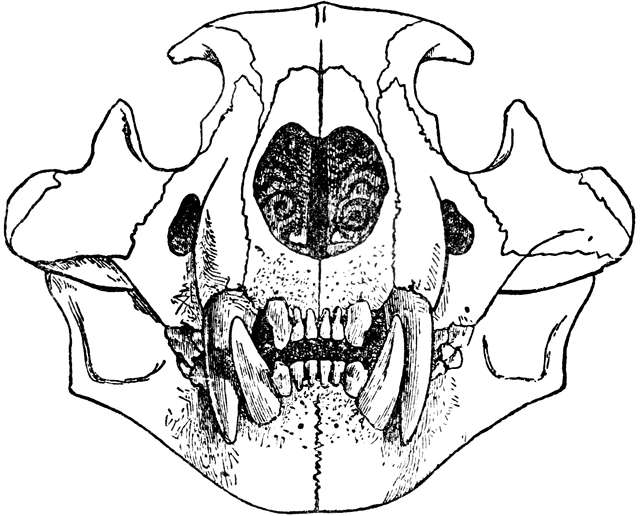 640x516 Lion Skeleton Drawing Scary Lion Drawing