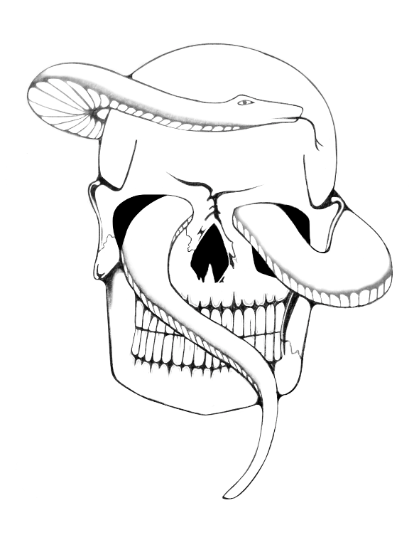 590x752 Skull