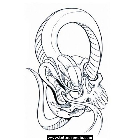 Snake Skull Drawing at GetDrawings | Free download