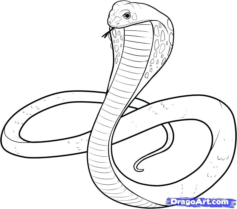 787x695 Coloring Pages Of Snakes Snake Drawings For Kids King Cobra