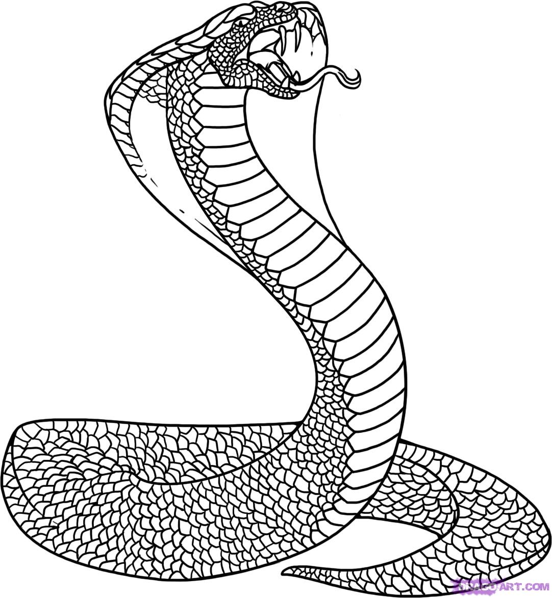 1082x1173 King Snake Coloring Page Coloring Pages For Kids 2 Clip Art