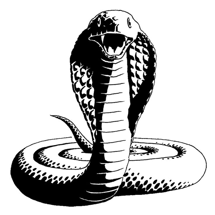 736x736 99 Best Cobra Images On Snakes, Tattoo Designs