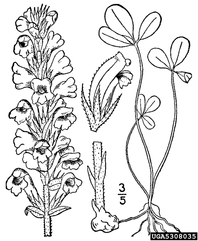 633x768 Small Broomrape, Orobanche Minor (Scrophulariales Orobanchaceae