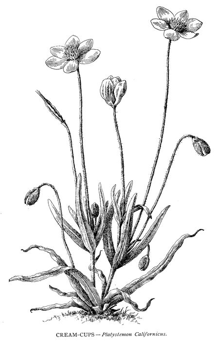 Snapdragon Flower Drawing