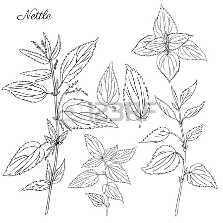 450x450 Nettle Wild Field Flower Isolated On White Background Botanical