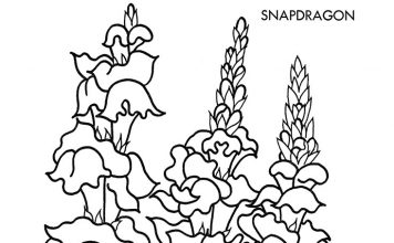 356x220 Snapdragon Archives