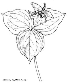 236x287 Snapdragon Pictures Flowers Drawings