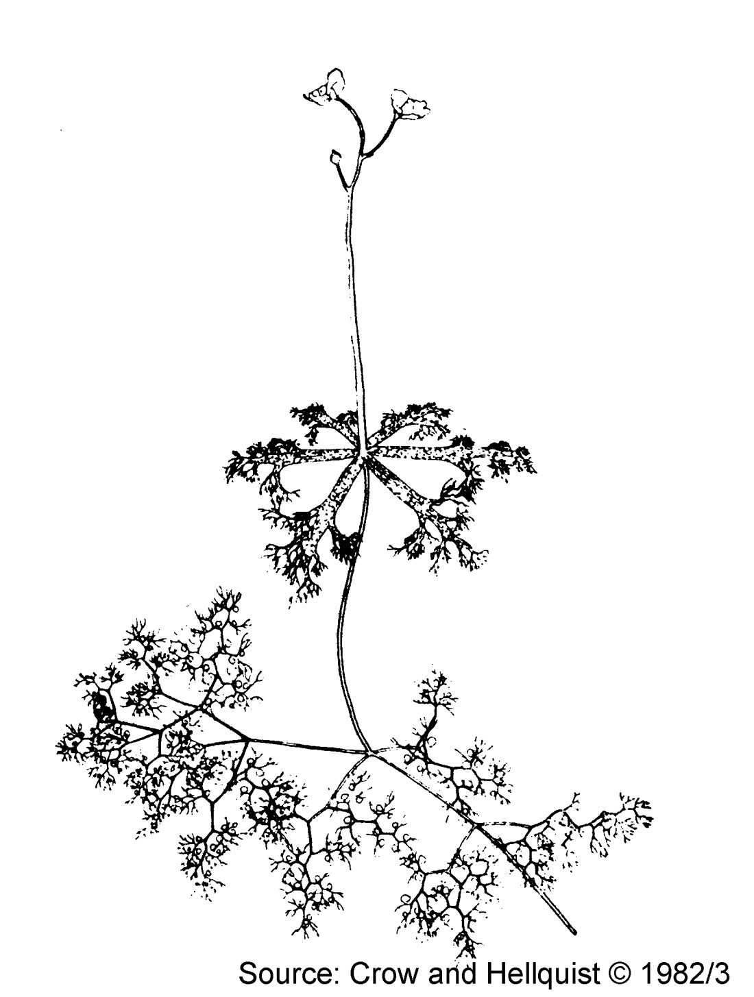 1100x1455 Bladderworts Description