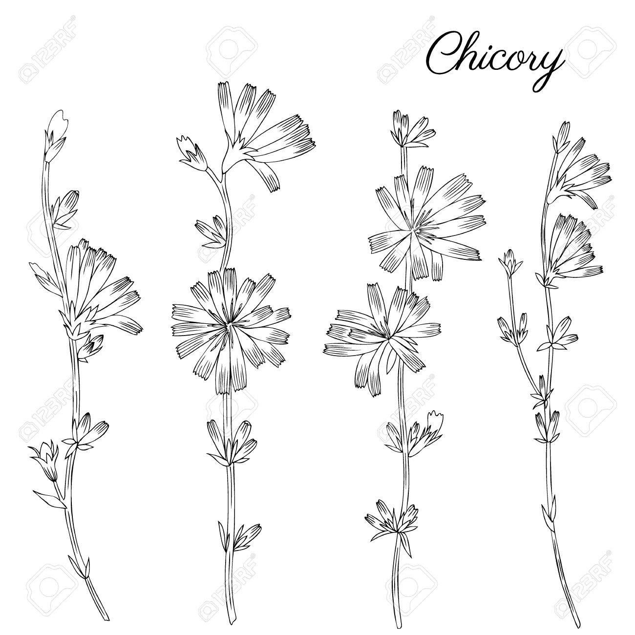 1300x1300 Chicory Flower, Bud, Leaf Hand Drawn Graphic Vector Botanical