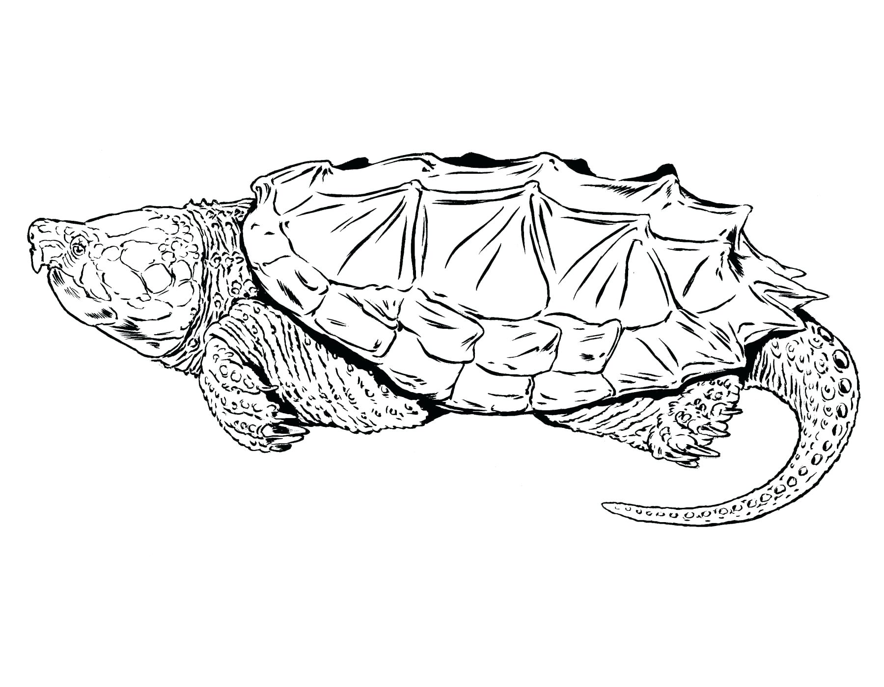 1800x1400 Coloring Snapping Turtle Coloring Pages Drawn Sea 3 Sheets