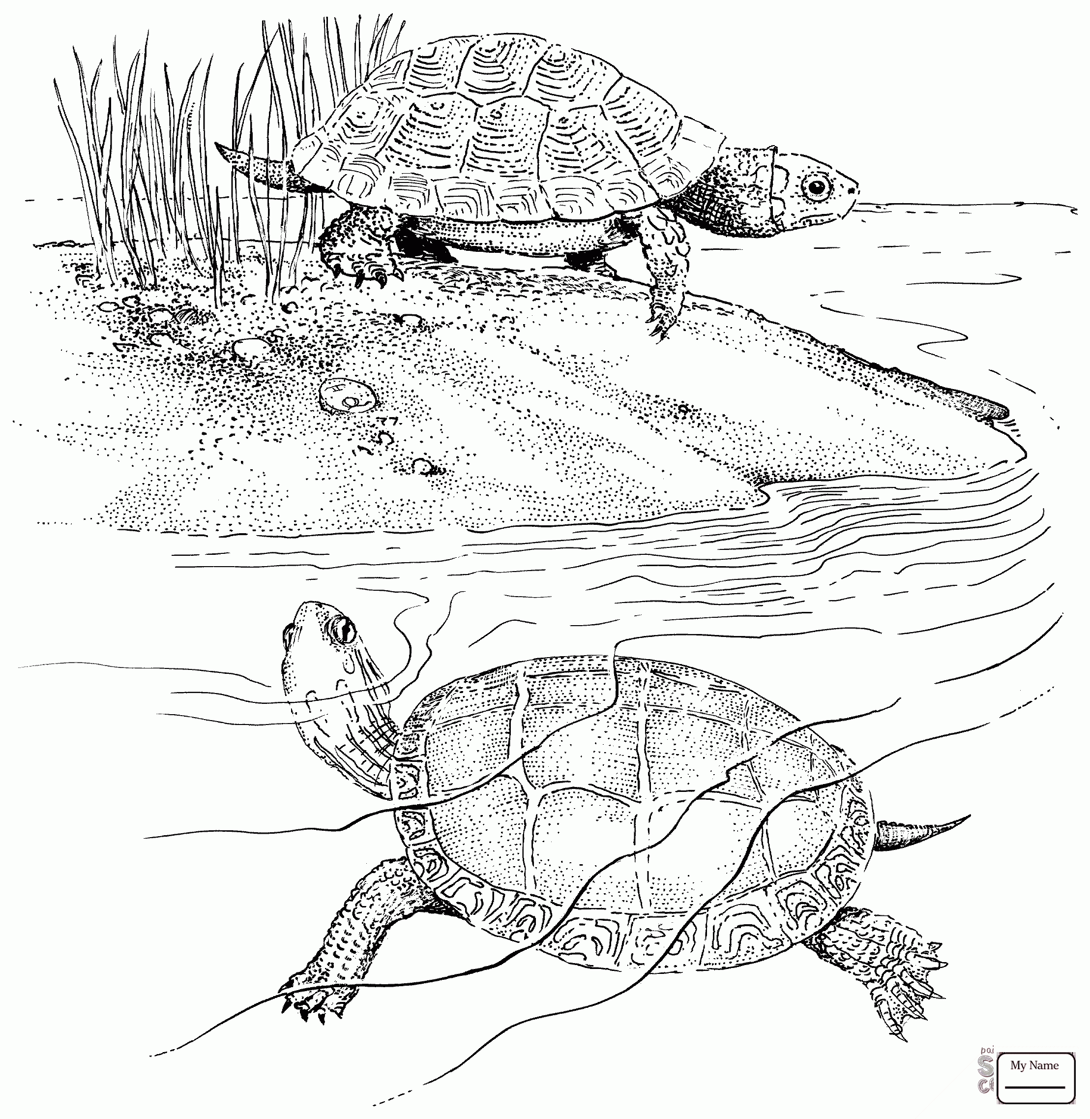 2217x2275 Coloring Pages Common Snapping Turtle Reptiles