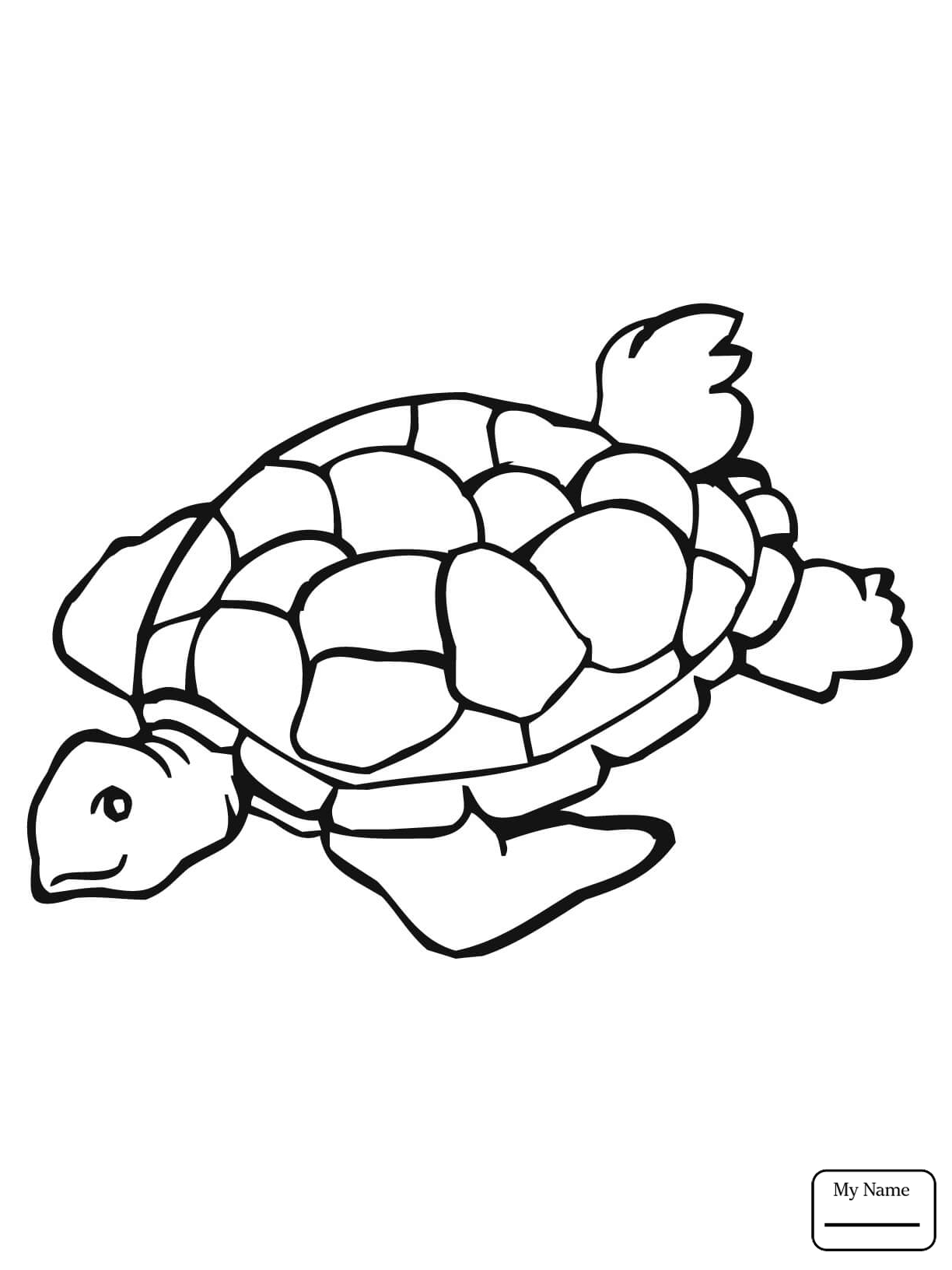 Snapping Turtle Drawing at GetDrawings | Free download