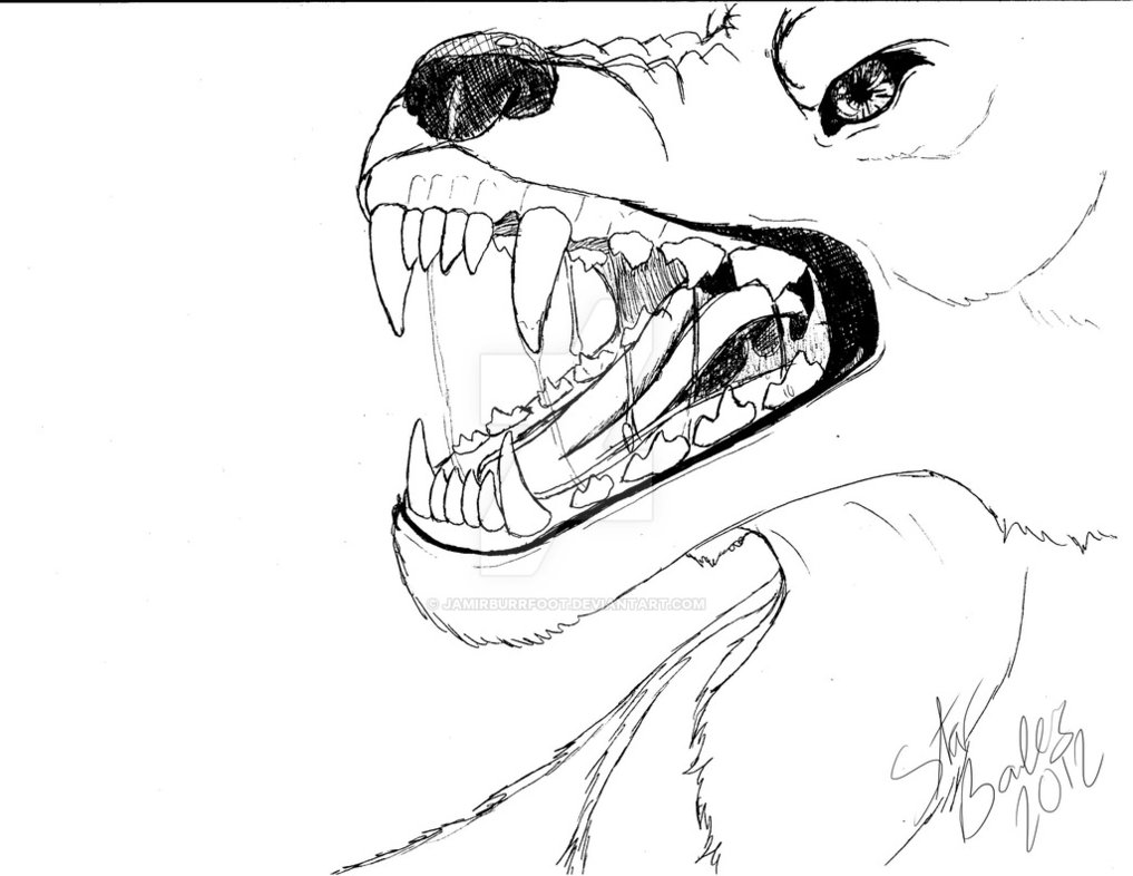 1017x786 Snarling Wolf Pen Drawing By Intergalacticnobody