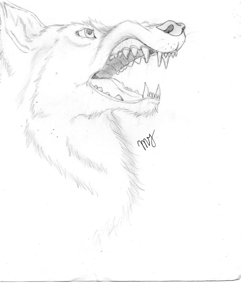 825x967 Pencil Snarling Wolf Sketch By Suenta Deathgod
