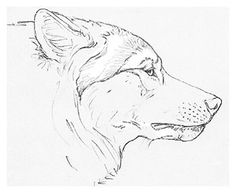 236x193 Snarling Wolf Drawings