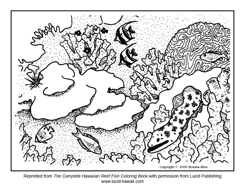 792x612 Coral Reef Coloring Page Snorkeling Free Reef Fish Coloring Sheets