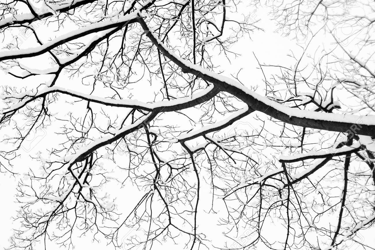1300x866 Frozen Snowy Trees With Icy Twigs And Branches In Freezing Winter