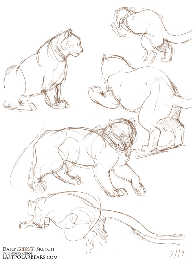 667x900 Daily Animal Sketch Snow Leopards Last Of The Polar Bears