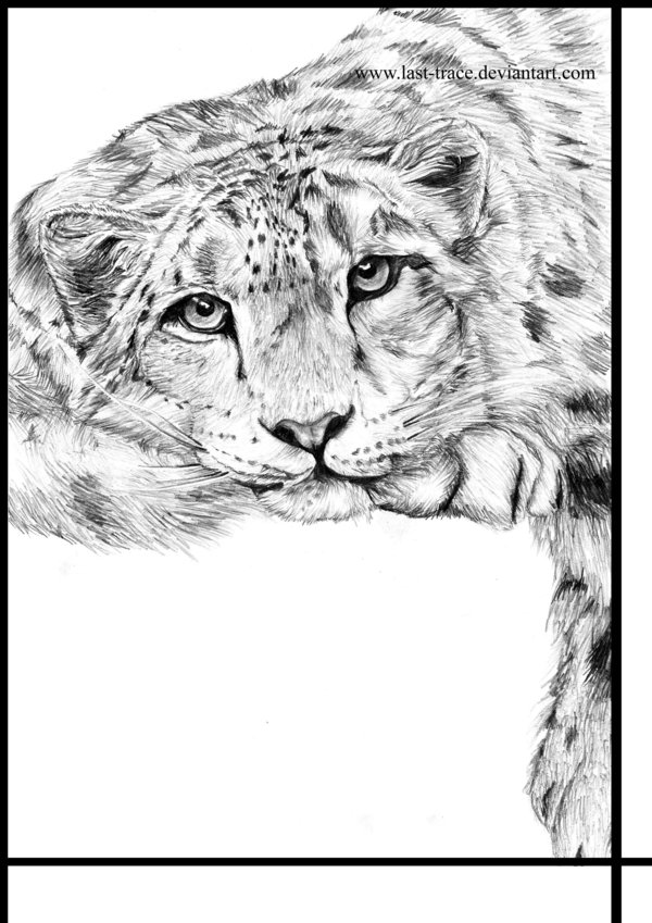 600x849 Snow Leopard By Last Trace