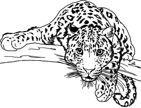 600x461 Printable Snow Leopard Coloring Page Coloring Page For Kids
