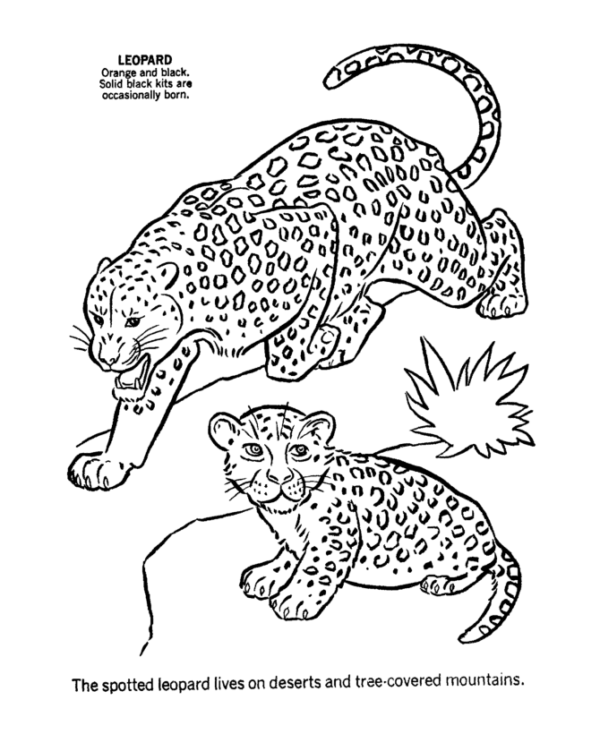 670x820 Snow Leopard Coloring Page Many Interesting Cliparts
