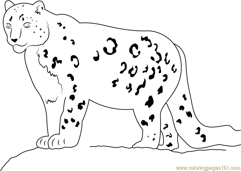 800x568 Snow Leopard Looking His Food Coloring Page