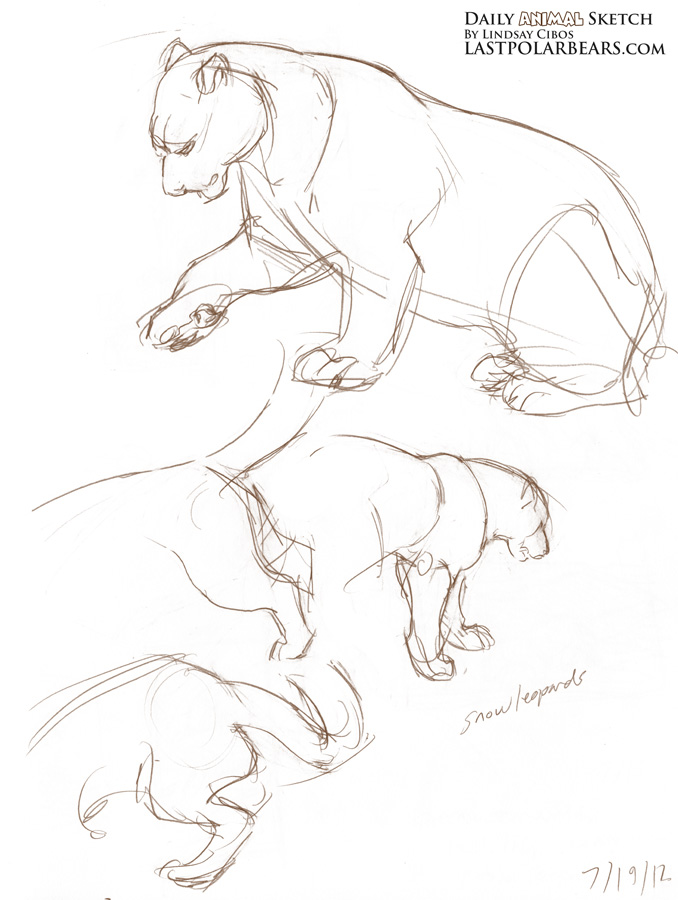 678x900 Daily Animal Sketch Snow Leopards Last Of The Polar Bears