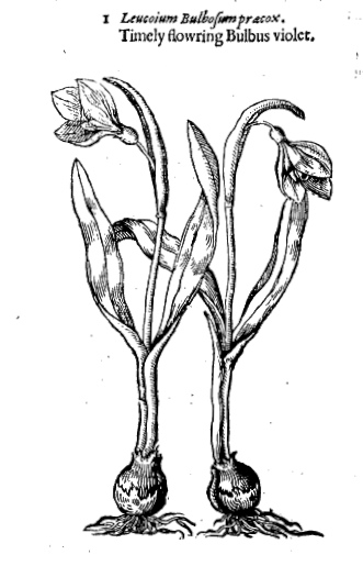 331x515 Snowdrop Days Parks And Gardens Uk