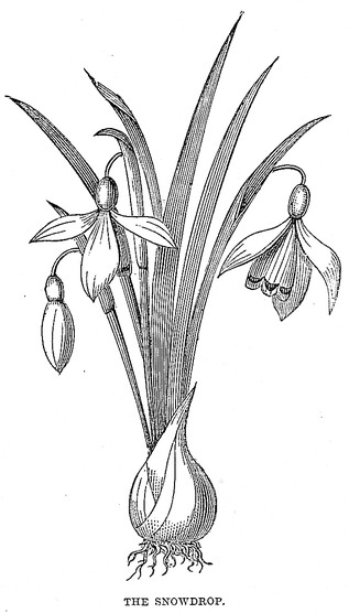 317x556 Snowdrop Drawing