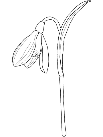 360x480 Snowdrop Coloring Page Free Printable Coloring Pages